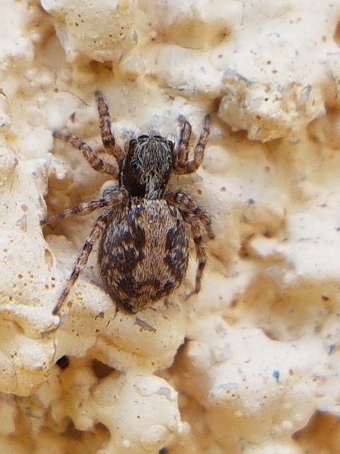 Pseudeuophrys
