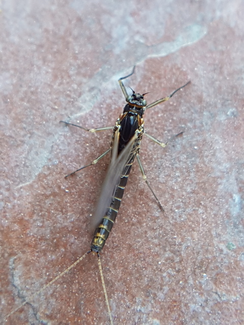 Ephemeroptera - Kérészek