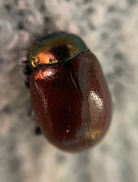 Chrysolina polita - réti mentalevelész Chrysolina polita - réti mentalevelész