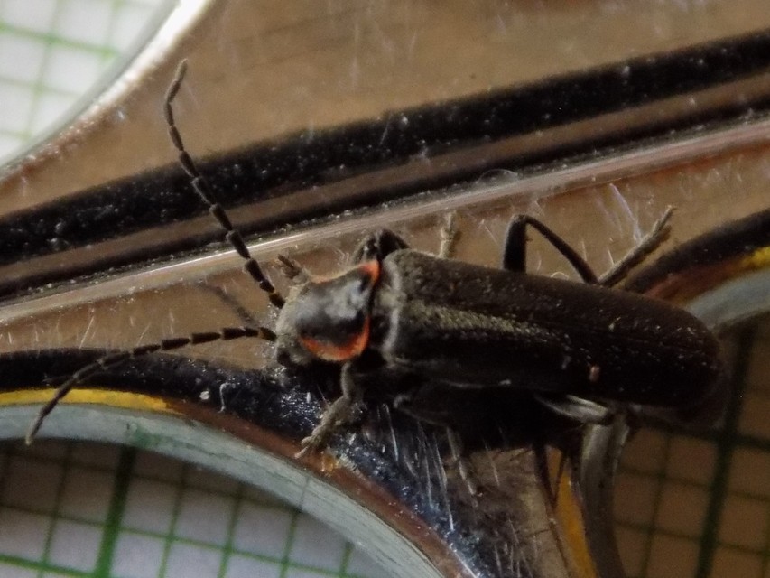 Cantharis liburnica - déli lágybogár