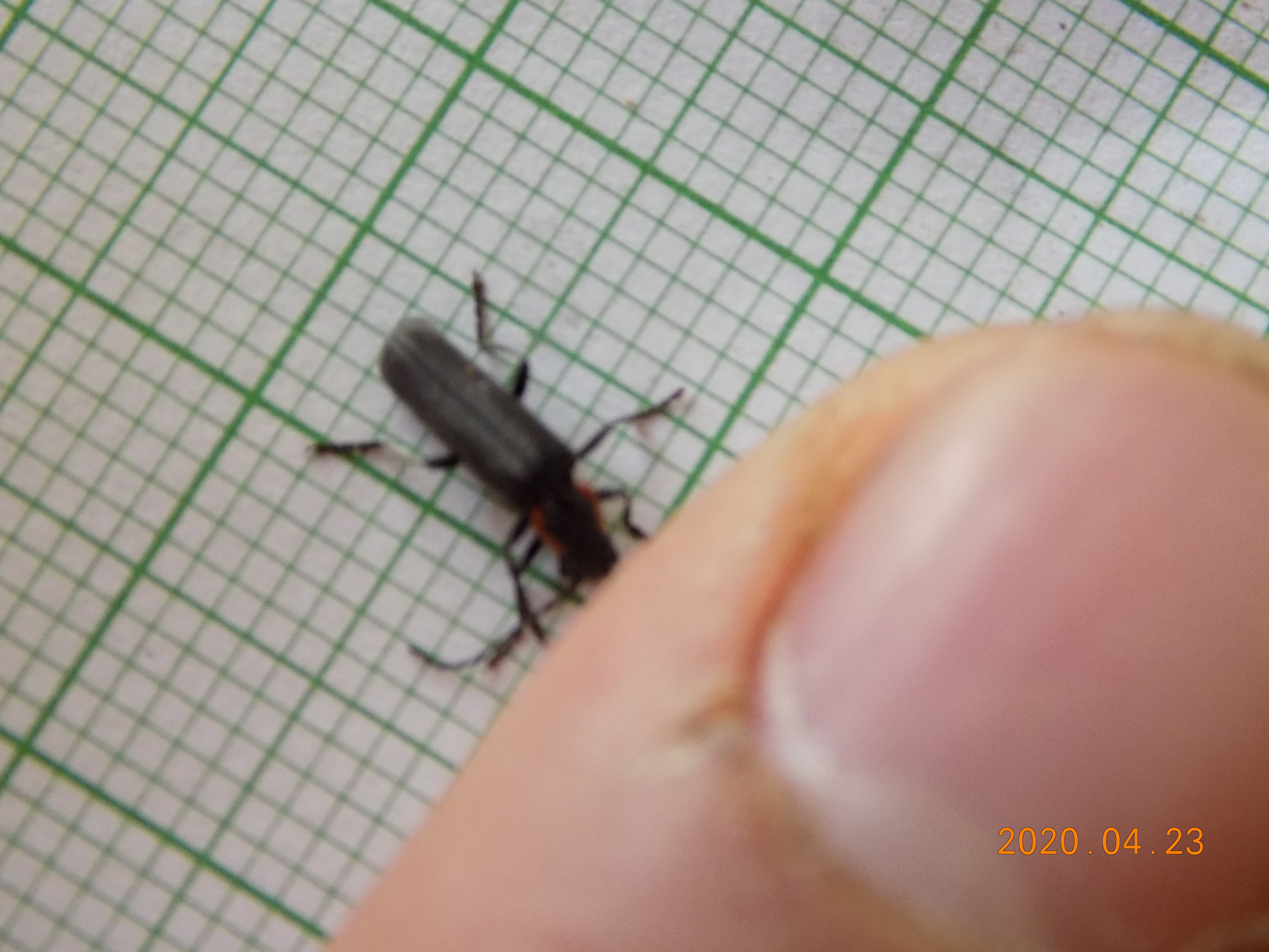 Cantharis liburnica - déli lágybogár