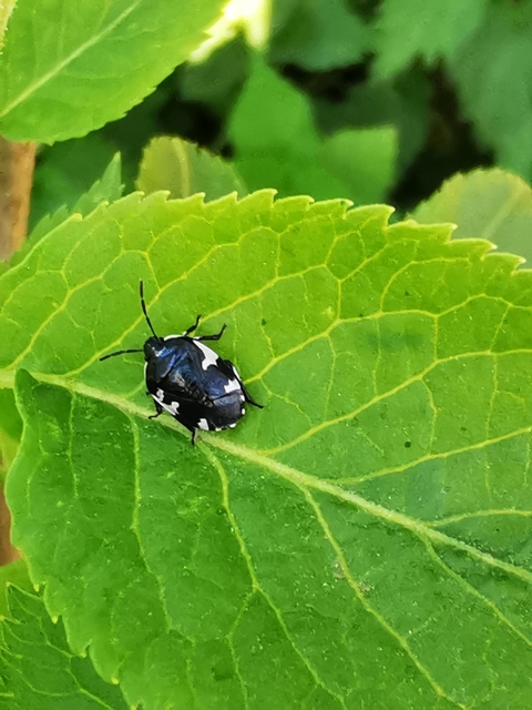 Tritomegas sexmaculatus - hatfoltos földipoloska
