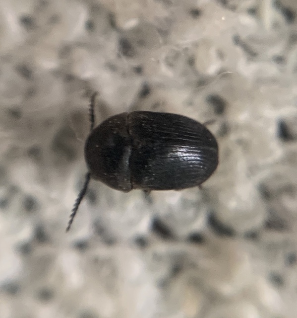 Xyletinus laticollis - szélesnyakú szerecsenálszú