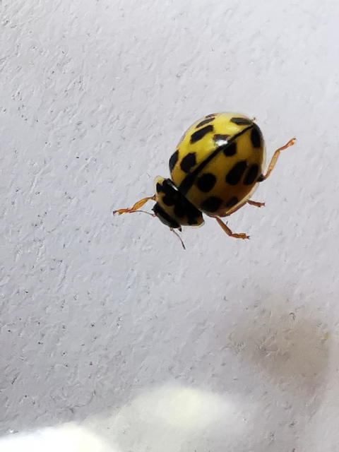 Propylea quatuordecimpunctata - tizennégypettyes füsskata