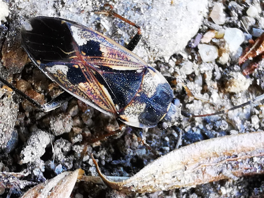 Rhyparochromus vulgaris - közönséges díszesbodobács