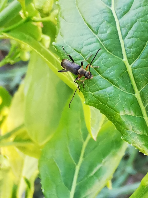 Grammoptera ruficornis - gyűrűscsápú galagonyacincér Grammoptera ruficornis - gyűrűscsápú galagonyacincér