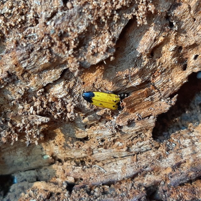 Ampedus elegantulus - csinos pattanó