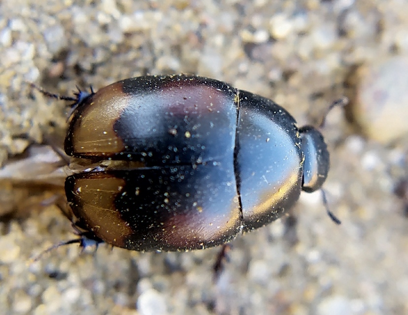 Sphaeridium scarabaeoides - négyfoltos ganajcsibor