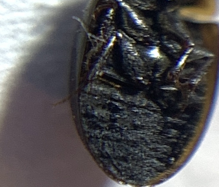 Anacaena limbata - gyakori kerekcsibor