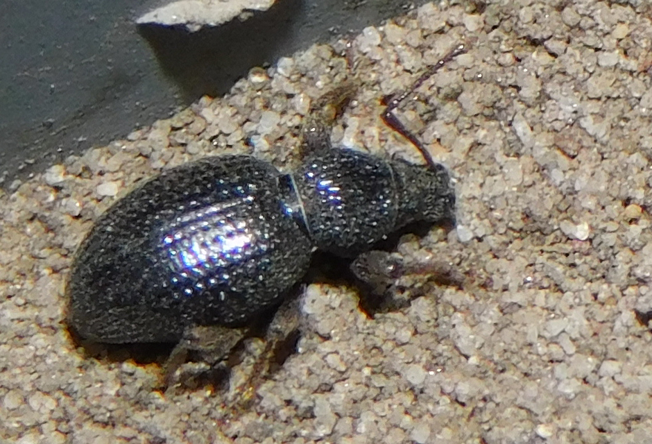 Otiorhynchus ovatus - apró gyalogormányos