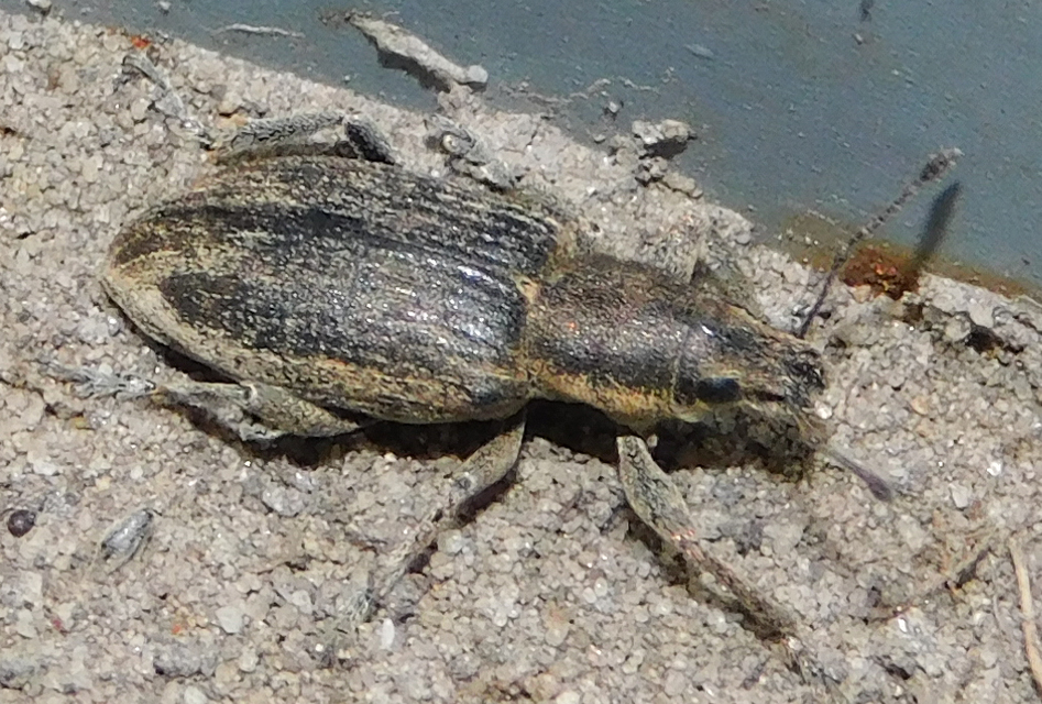 Tanymecus palliatus - közönséges hegyesfarúbarkó