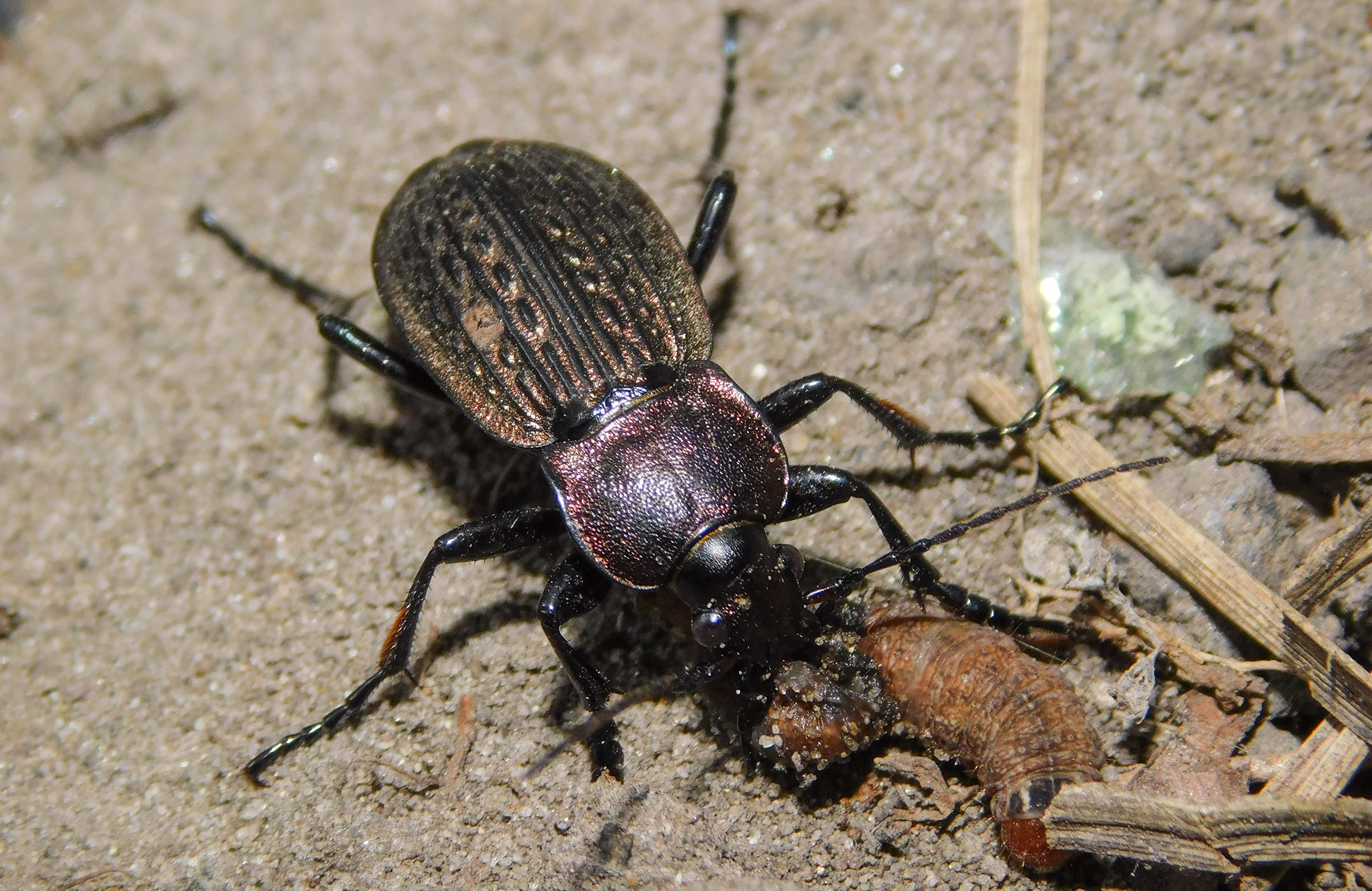 Carabus ulrichii planitiae - alföldi rezes futrinka