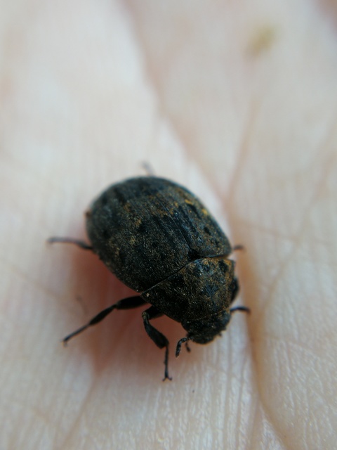Byrrhus pilula - közönséges labdacsbogár