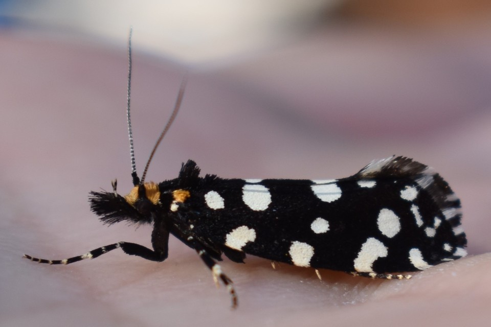 Euplocamus anthracinalis - fésűscsápú korhadékmoly