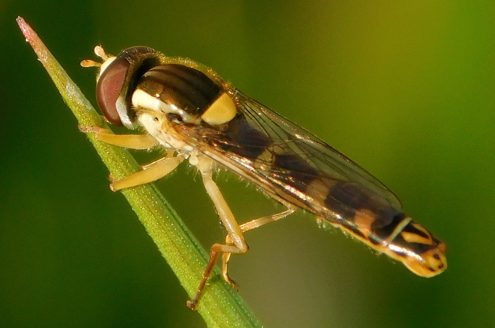 Sphaerophoria scripta - tarka darázslégy