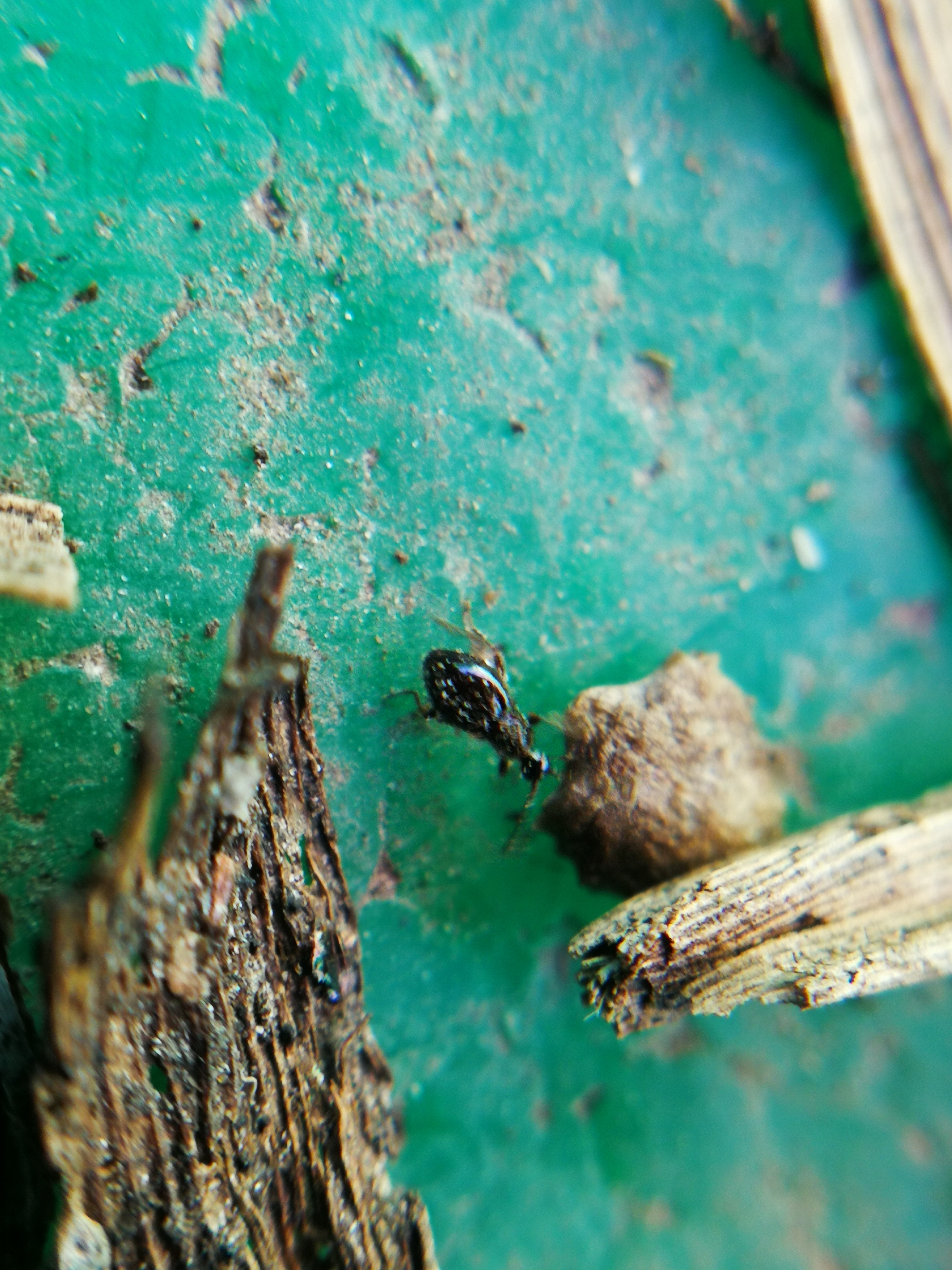 Euconnus hirticollis