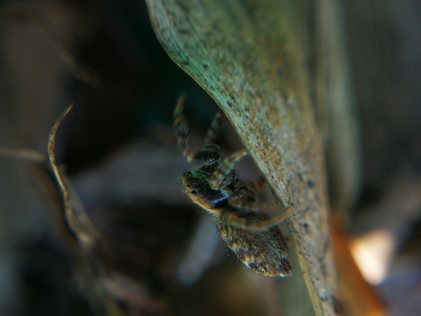 Pseudeuophrys
