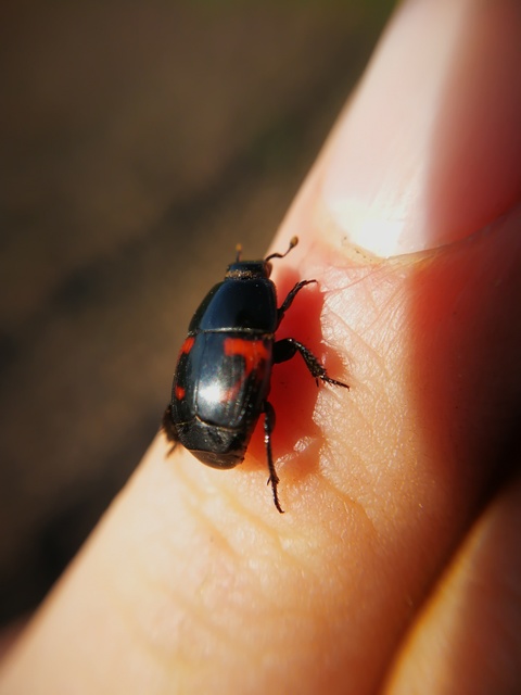 Hister quadrimaculatus - közönséges sutabogár