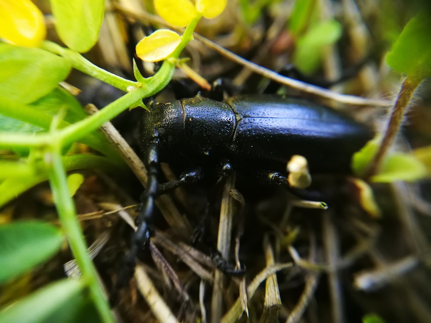 Dorcadion aethiops - fekete gyalogcincér