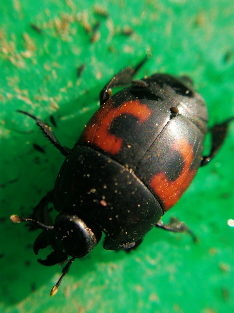 Hister quadrimaculatus - közönséges sutabogár