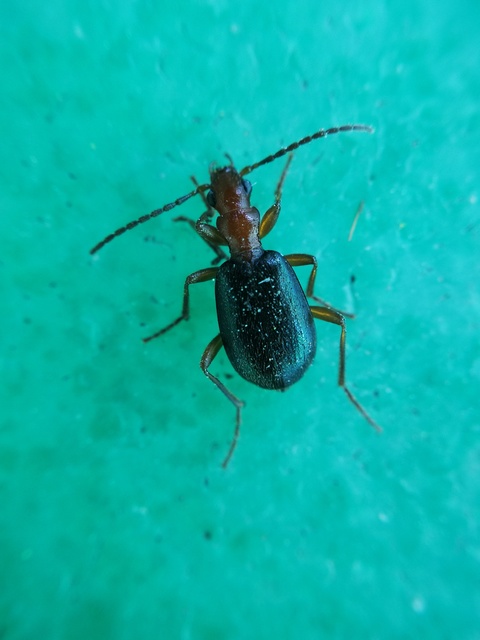 Brachinus explodens - kis pöfögőfutó
