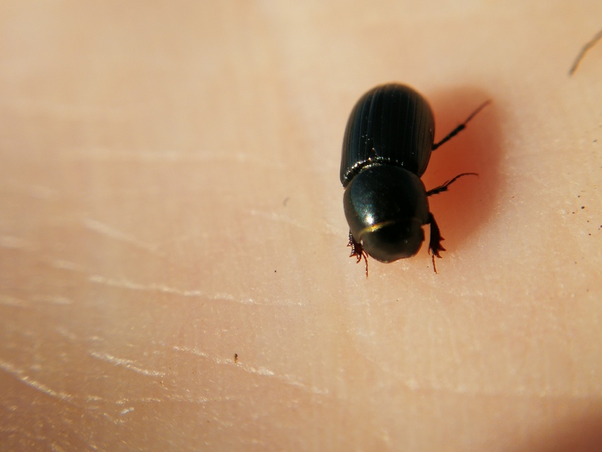 Liothorax muscorum