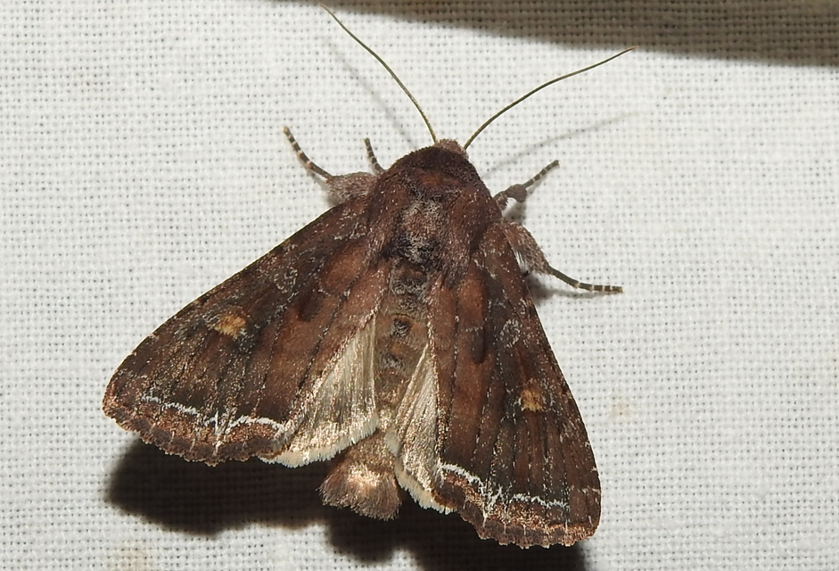 Lacanobia oleracea - saláta-kertibagoly