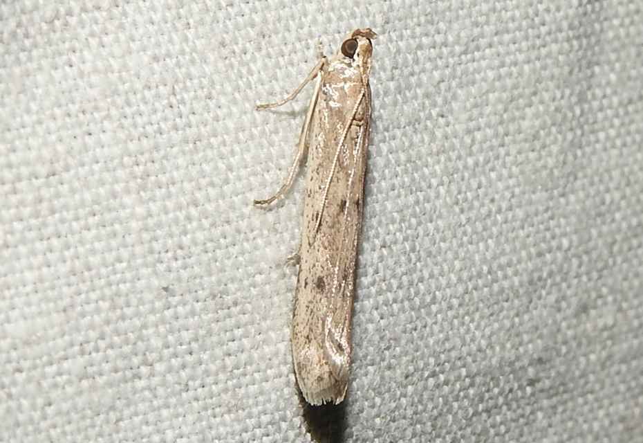 Homoeosoma nebulella - napraforgómoly
