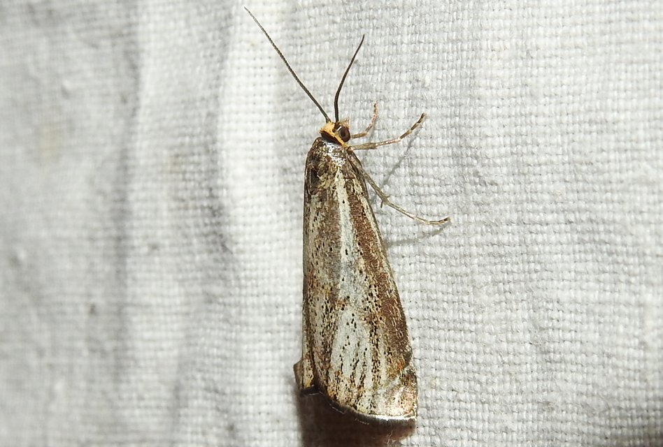 Thisanotia chrysonuchella - tavaszi fűgyökérmoly