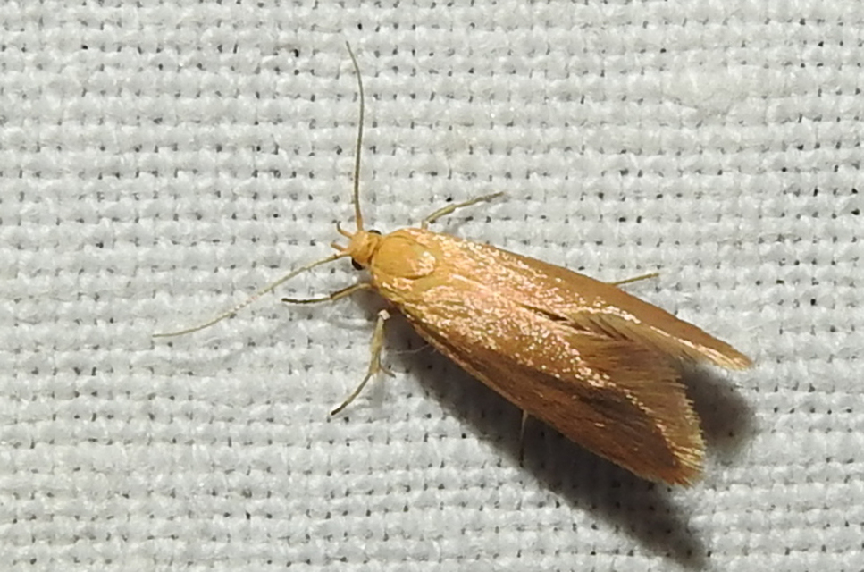 Crassa tinctella/unitella