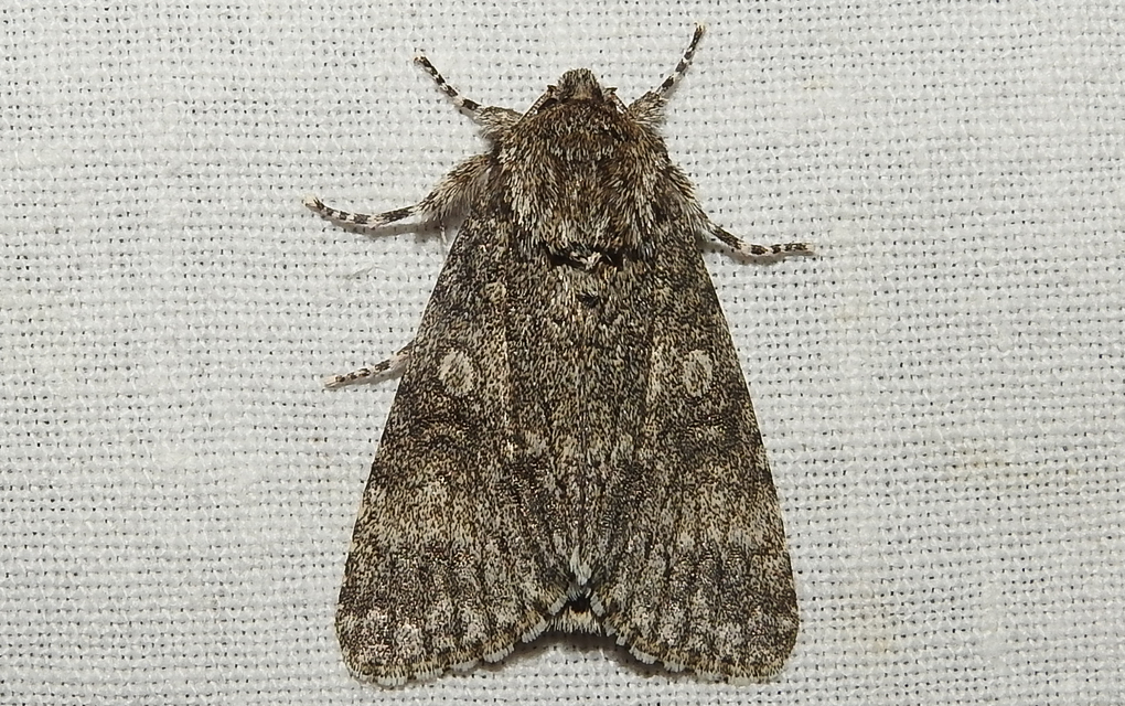 Acronicta megacephala - nagyfejű szigonyosbagoly