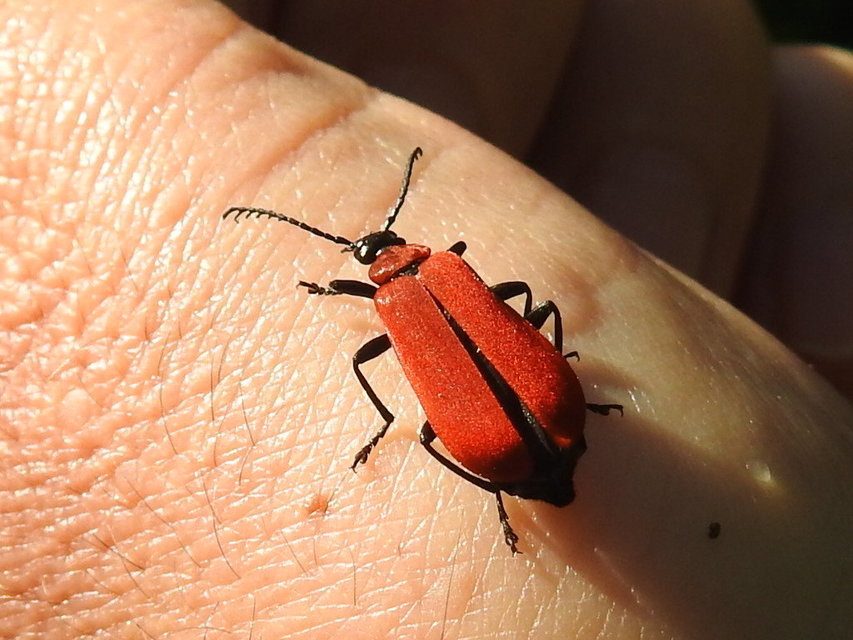 Pyrochroa coccinea - nagy bíborbogár