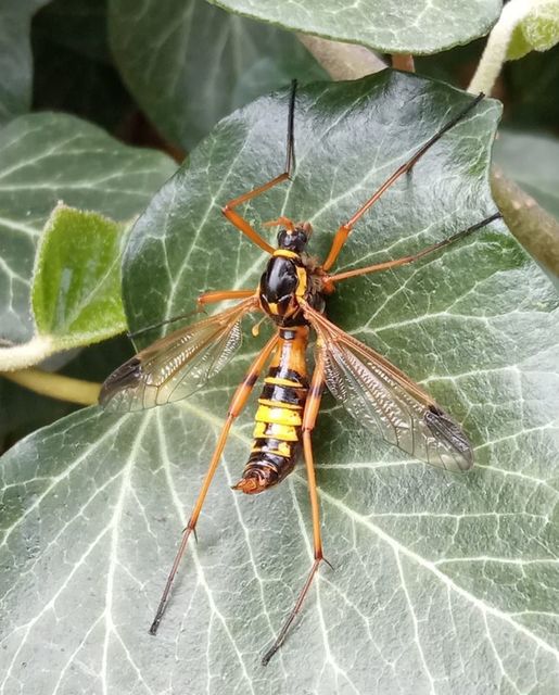 Ctenophora elegans