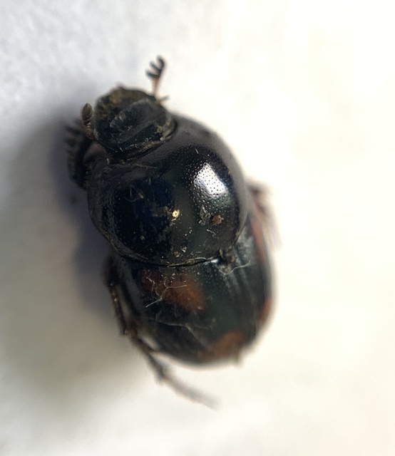 Caccobius schreberi - lakkfényű trágyatúró