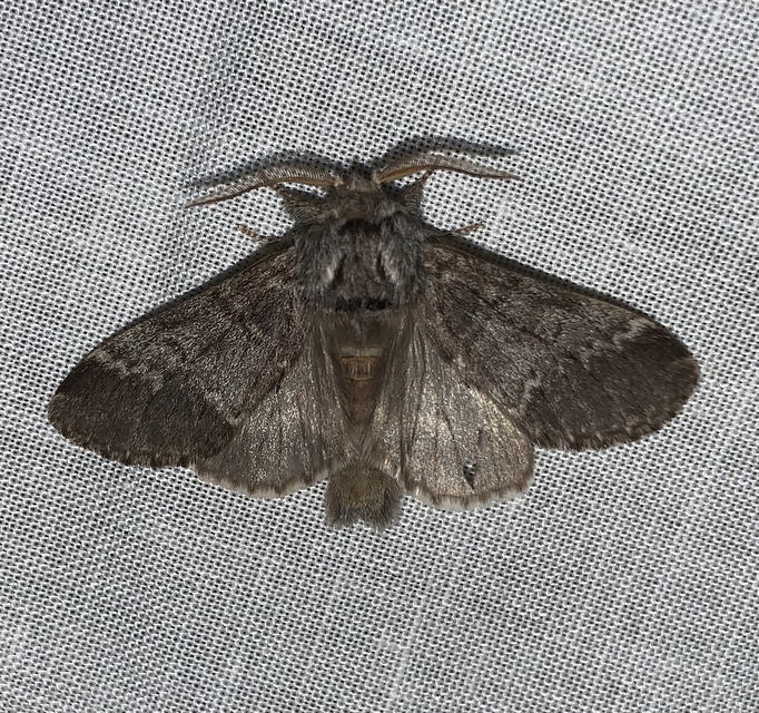 Drymonia ruficornis - cserfa-púposszövő