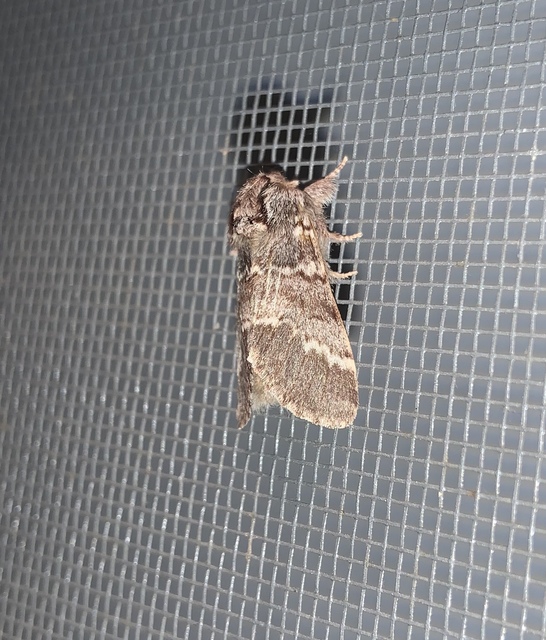 Drymonia ruficornis - cserfa-púposszövő