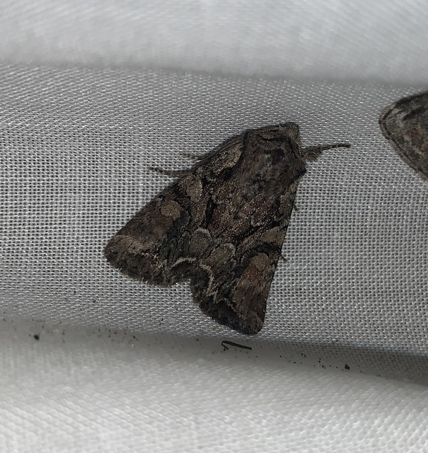 Lacanobia thalassina - borbolya-kertibagoly