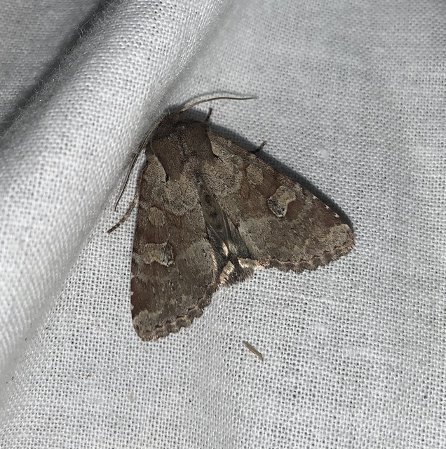 Apamea sordens - kalászrágó dudvabagoly