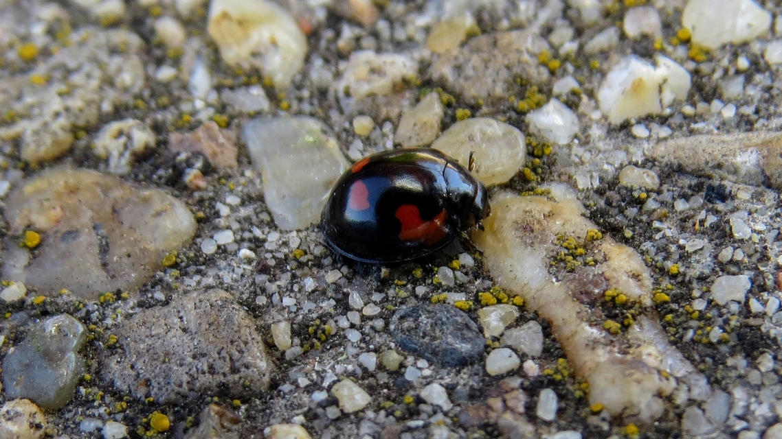 Exochomus quadripustulatus - négyfoltos szerecsenkata