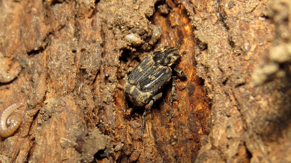 Valgus hemipterus - suta virágbogár