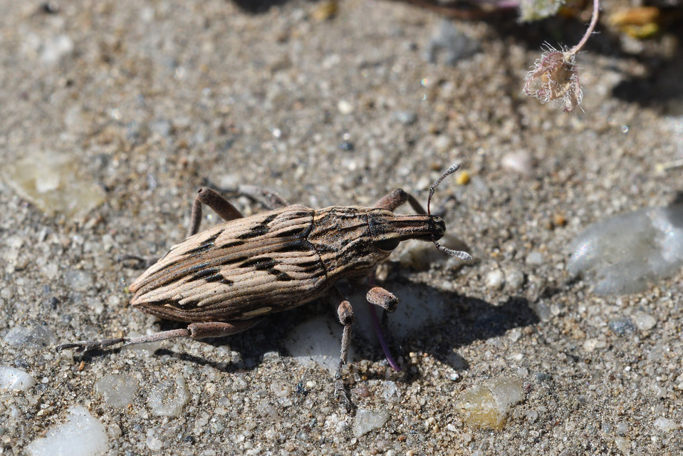 Coniocleonus nigrosuturatus - nyíljegyes barkó