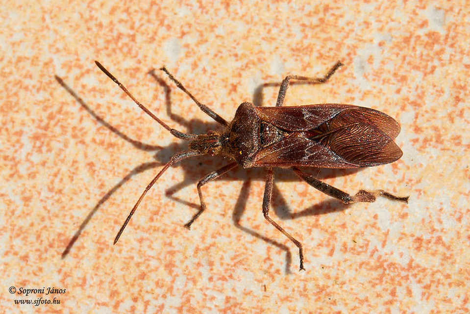 Leptoglossus occidentalis - nyugati levéllábú poloska