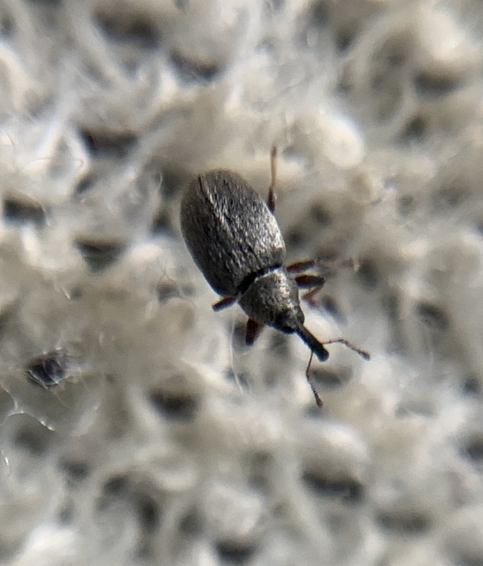 Acalyptus sericeus - selymes fűzormányos