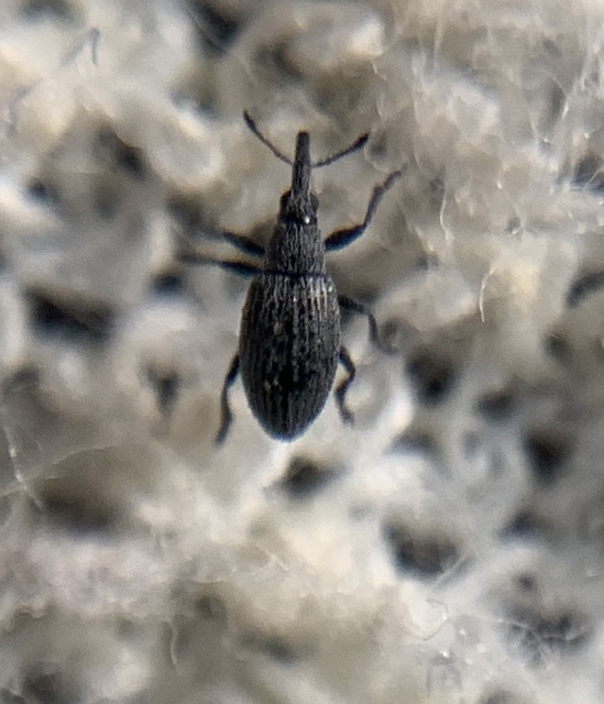 Catapion seniculus - lóhereszár-cickányormányos Catapion seniculus - lóhereszár-cickányormányos