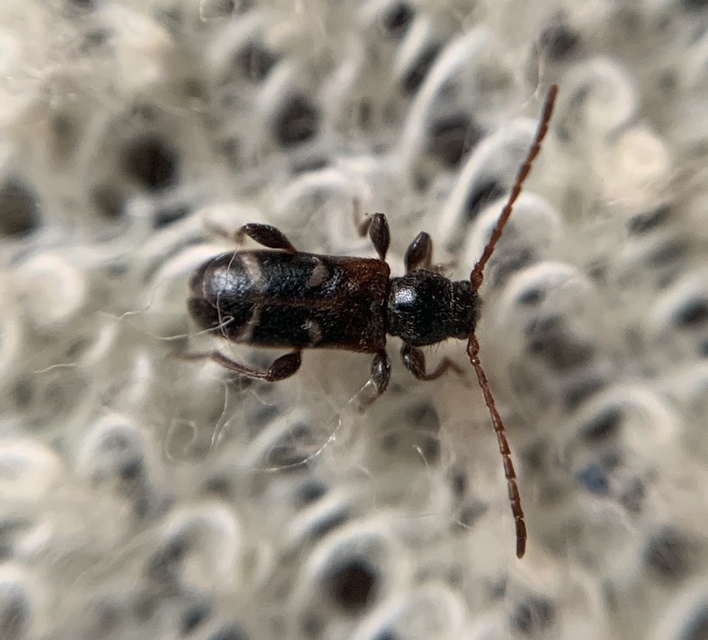 Phymatodes alni - apró háncscincér Phymatodes alni - apró háncscincér