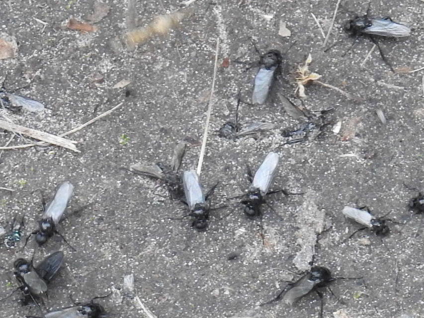 Bibionidae - bársonylegyek
