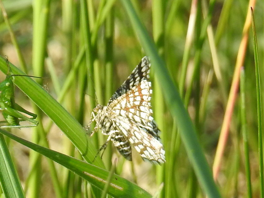 Chiasmia clathrata - rácsos rétiaraszoló