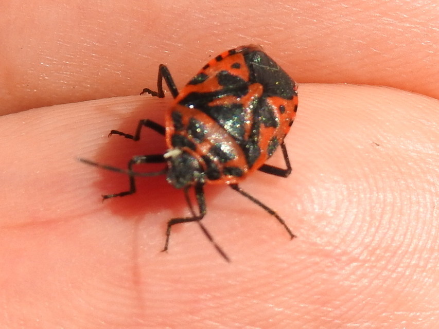 Eurydema Eurydema