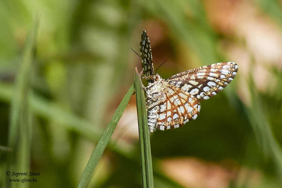 Chiasmia clathrata - rácsos rétiaraszoló