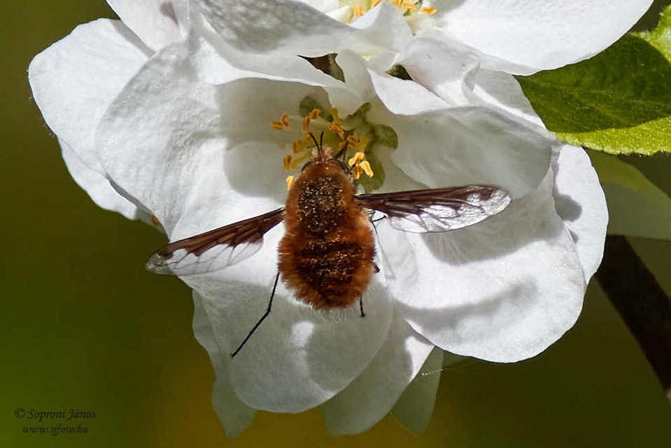 Bombylius major - szegélyes pöszörlégy